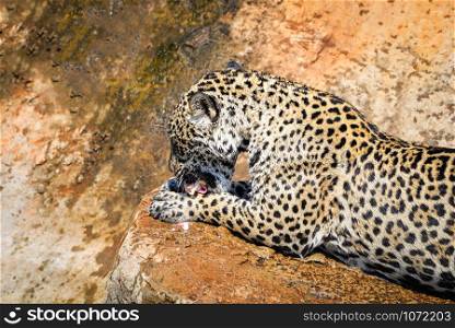 jaguar animal hunting eating its prey / tiger eats raw meat on nature wildlife national park