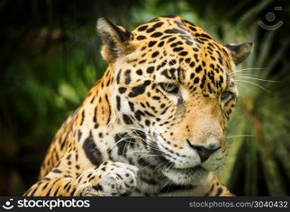 Jaguar Cat In Jungle. Beautiful Jaguar cat (Panthera Onca) in close up with jungle background