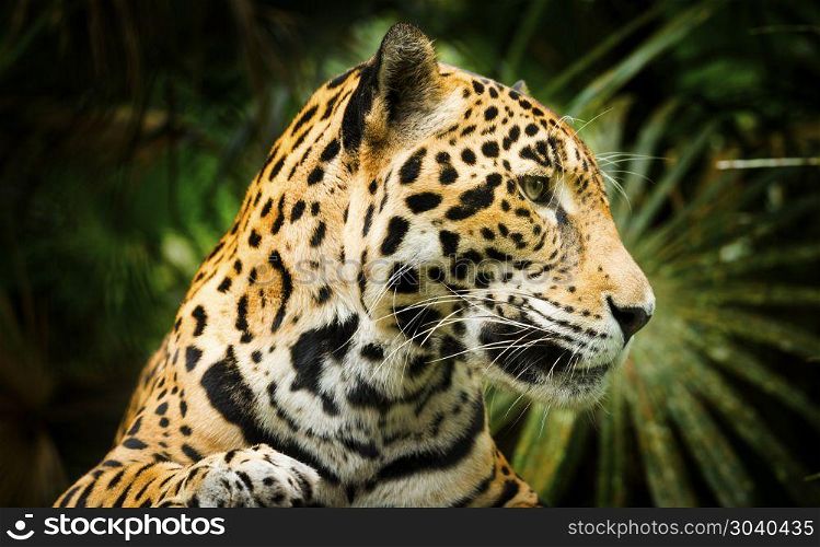 Jaguar Cat Profile. Beautiful Jaguar cat (Panthera Onca) in close up portrait in profile