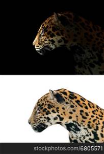 jaguar on black background and jaguar on white background