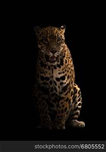 jaguar ( panthera onca ) in the dark with spotlight