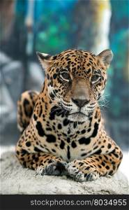 jaguar ( Panthera onca ) in zoo