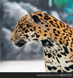 jaguar ( Panthera onca ) in zoo