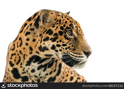 jaguar ( Panthera onca ) isolated on white background