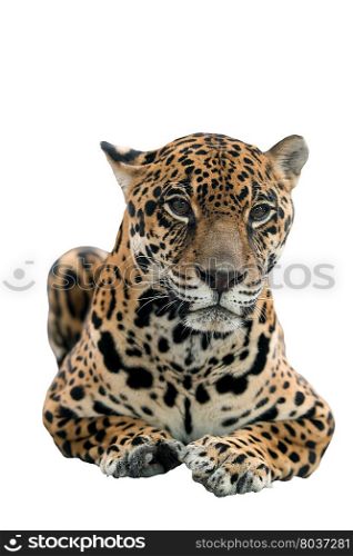 jaguar ( Panthera onca ) isolated on white background