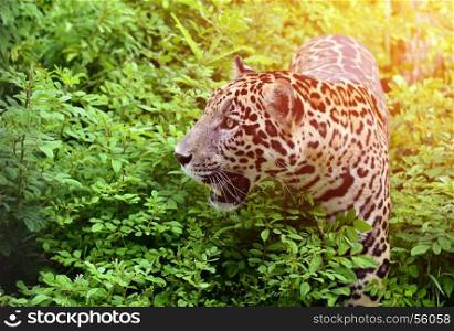 jaguar ( Panthera onca ) walking in nature with flare light