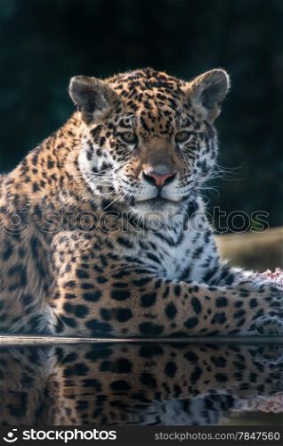 Jaguar reflected in water