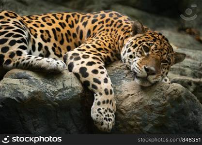 jaguar resting on the rock in zoo