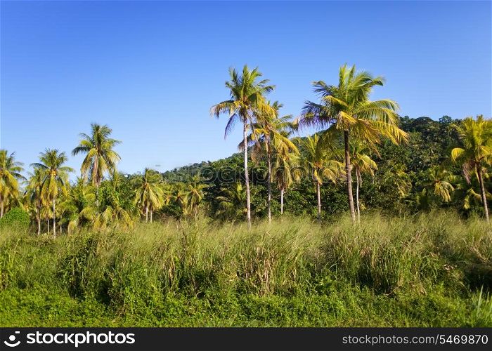 Jamaica. Tropical nature
