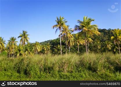Jamaica. Tropical nature