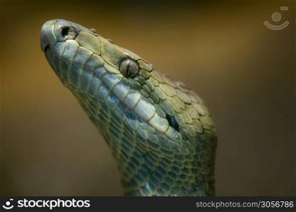 Jamaican boa, Epicrates subflavus, this snake is threatened with extinction.
