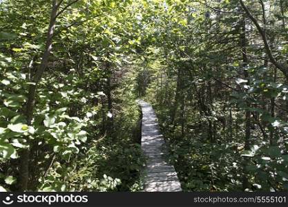 James W. Humber Hiking Trail, Norris Point, Gros Morne National Park, Newfoundland And Labrador, Canada