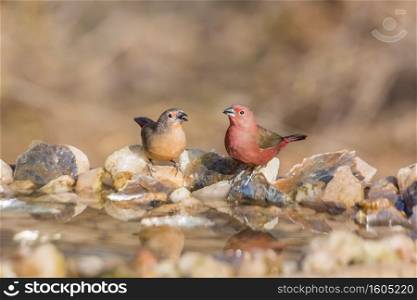 Jameson Firefinch couple standing at waterhole in Kruger National park, South Africa ; Specie Lagonosticta rhodopareia family of Estrildidae. Jameson Firefinch in Kruger National park, South Africa