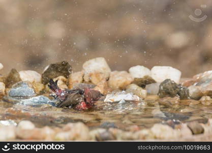 Jameson Firefinch male bathing in waterhole in Kruger National park, South Africa   Specie Lagonosticta rhodopareia family of Estrildidae. Jameson Firefinch in Kruger National park, South Africa