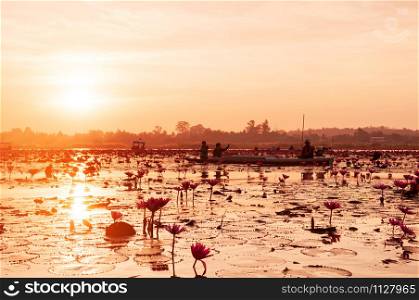 JAN 13, 2019 Udonthani, Thailand - Pink lotus water lilies full bloom against morning light - pure and beautiful red lotus lake or lotus sea in Nong Harn, Kumphawapi.