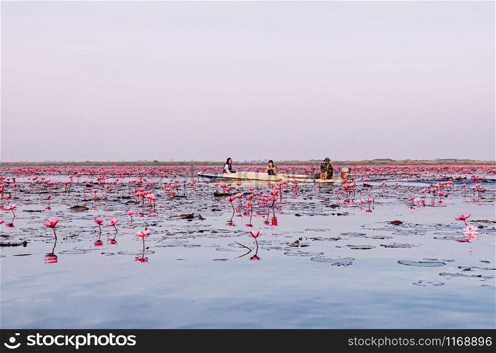 JAN 13, 2019 Udonthani, Thailand - Pink lotus water lilies full bloom under morning light - pure and beautiful red lotus lake or lotus sea in Nong Harn, Kumphawapi.