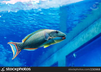 JAN 28, 2013 Naha, Okinawa - JAPAN : Beautiful Parrot fish in ocean tank at at the Churaumi Aquarium, famous tourist attraction.