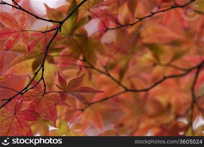 Japan, Nikko, Rinnoji Temple, Maple tree in Fall colors, close-up