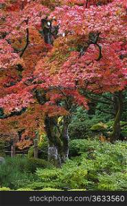 Japan, Nikko, Rinnoji Temple, Maple trees in Fall colors