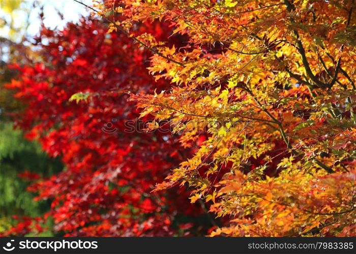 Japanese acer leaves revealing the beautiful autumnal colours of the changing seasons