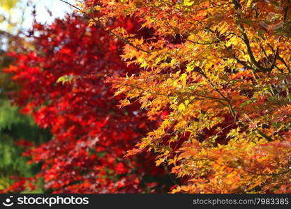 Japanese acer leaves revealing the beautiful autumnal colours of the changing seasons