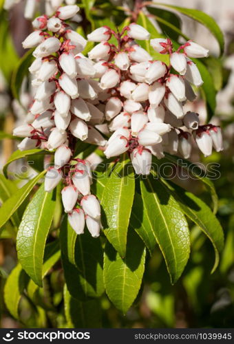 Japanese andromeda (Pieris japonica), close up of the flower head