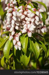Japanese andromeda (Pieris japonica), close up of the flower head