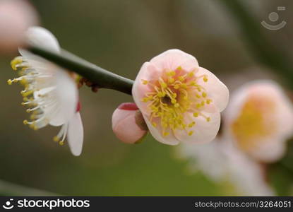 Japanese apricot