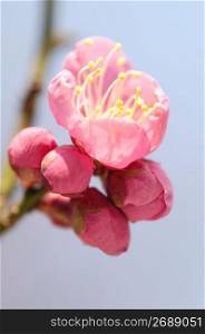 Japanese apricot tree