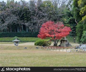 Japanese Autumn color of Korakuen garden in Okayama, Japan
