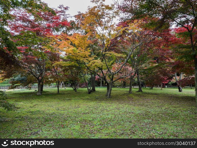 Japanese Autumn color of maple trees in Korakuen garden, Okayama, Japan