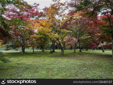 Japanese Autumn color of maple trees in Korakuen garden, Okayama, Japan