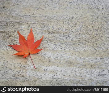 Japanese autumn color of Red Maple Leaf on wood background with copy space for text