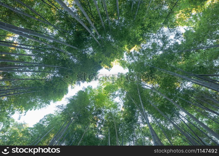 Japanese Bamboo Forest. Tall trees at Arashiyama in travel holidays vacation trip outdoors in Kyoto, Japan. Tall trees in natural park. Nature landscape background.