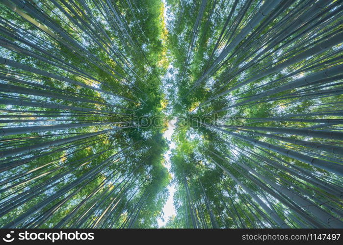 Japanese Bamboo Forest. Tall trees at Arashiyama in travel holidays vacation trip outdoors in Kyoto, Japan. Tall trees in natural park. Nature landscape background.