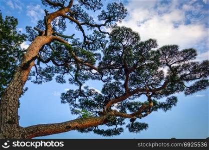 japanese black pine, pinus thunbergii, on a blue sky, Nikko, Japan. japanese black pine on a blue sky, Nikko, Japan
