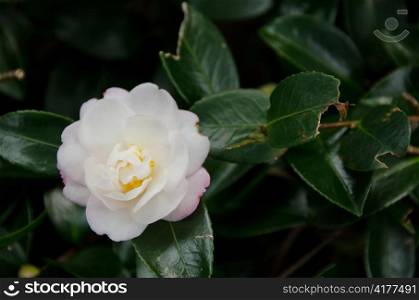 Japanese Camellia, Camellia japonica. White flower of Japanese Camellia, Camellia japonica, on the plant