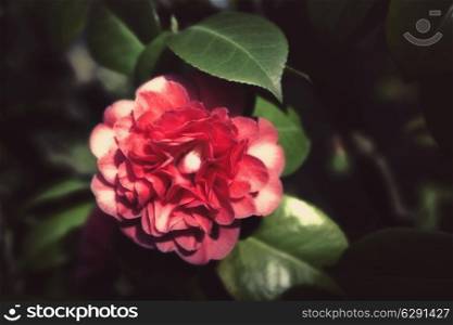 Japanese camellia pink flower on a bush close-up