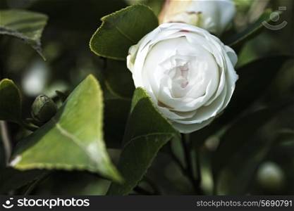 Japanese camellia white flower on a bush closeup&#xA;