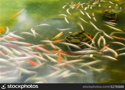 Japanese carps swimming in garden pond, concept of motion fish