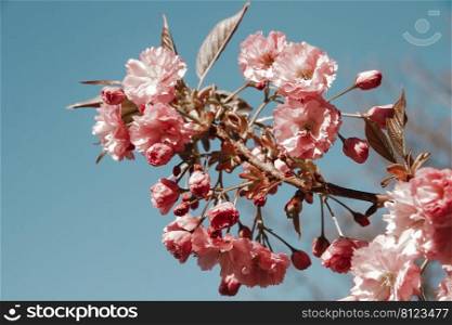 Japanese cherry blossom branch in spring. Blue sky background. Closeup view. Japanese cherry blossom in spring. Closeup view