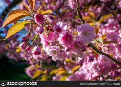 Japanese cherry blossom branch in spring. Closeup macro view. Japanese cherry blossom in spring. Macro view
