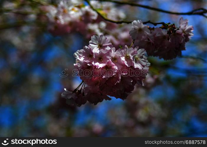 Japanese cherry blossom cluster . Japanese cherry blossom cluster on a blurred background