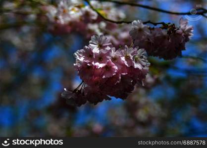 Japanese cherry blossom cluster . Japanese cherry blossom cluster on a blurred background
