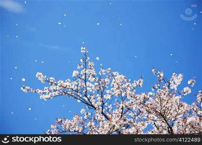 Japanese cherry blossom tree