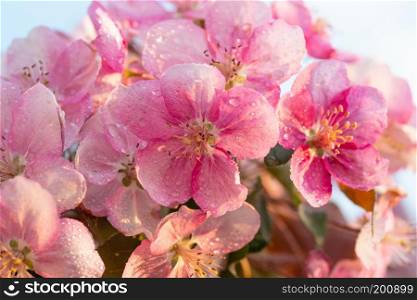 Japanese cherry, sakura, blossom flower twig on nature background. Beautiful spring delicate and tenderness soft focus concept background.