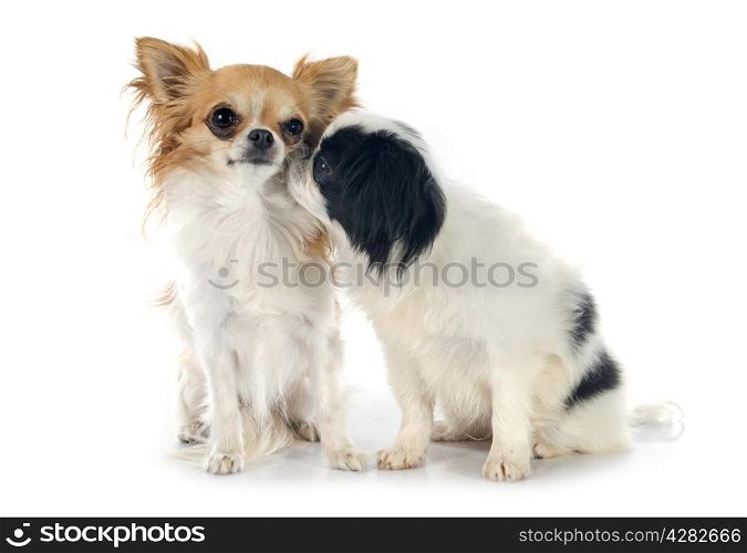 Japanese Chin and chihuahua in front of white background