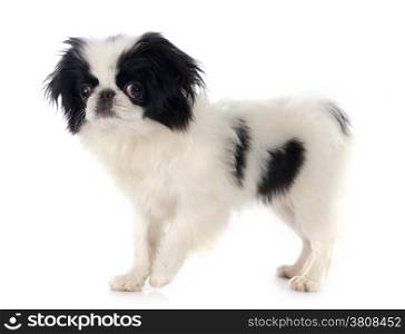 Japanese Chin in front of white background