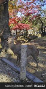 Japanese deer resting at Nara Park with red maple leaves tree on autumn season as background