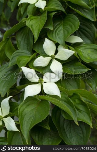 Japanese dogwoog white flowers and leaves in spring